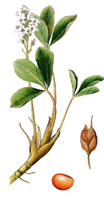 Trèfle d'eau - Plante des marais à feuilles trifoliées et fleurs blanches